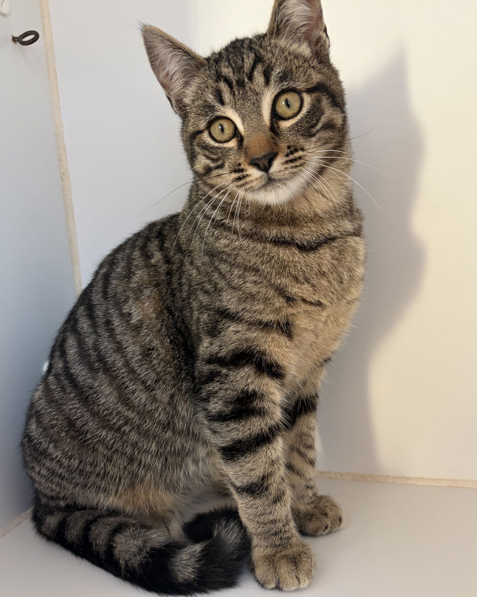 Dakota (bonded w/Elle) - Photo 3