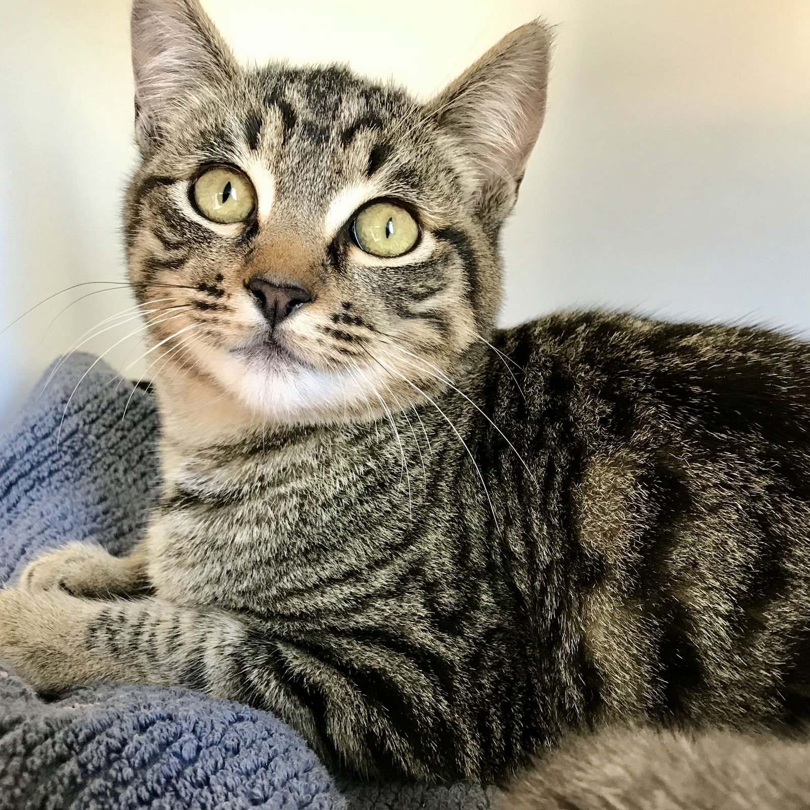 Dakota (bonded w/Elle) - Photo 4