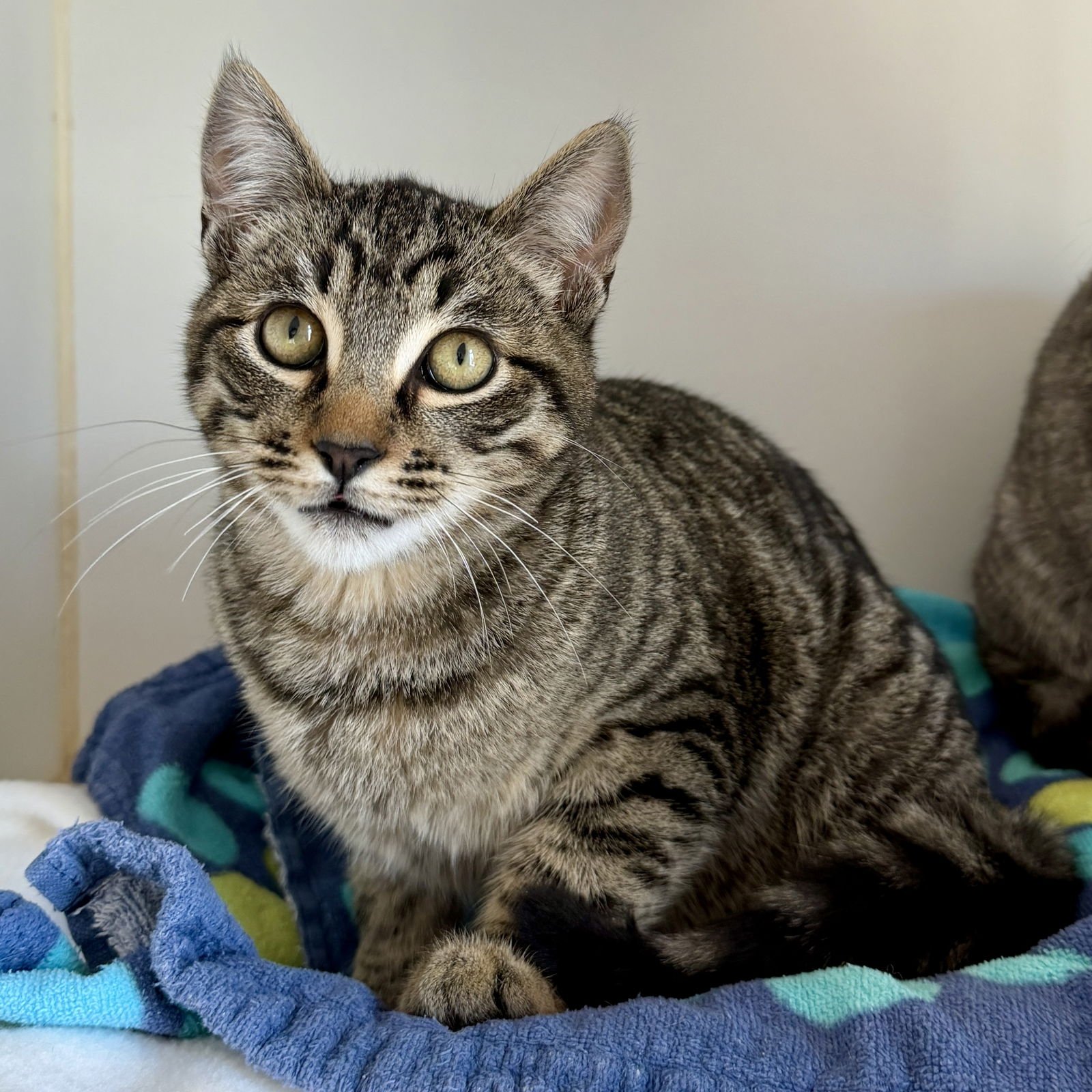 Dakota (bonded w/Elle) - Photo 5