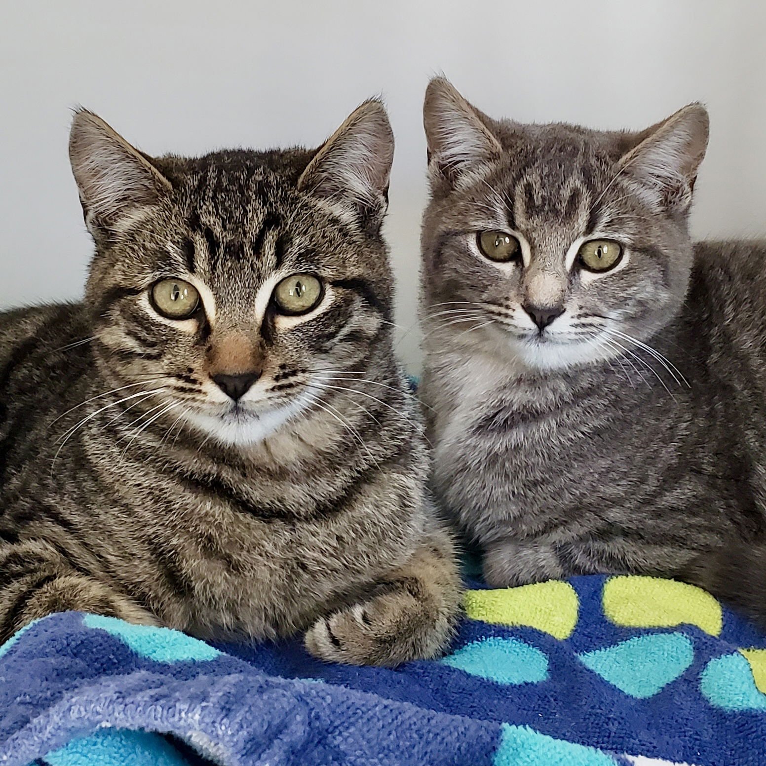 Dakota (bonded w/Elle) - Photo 6