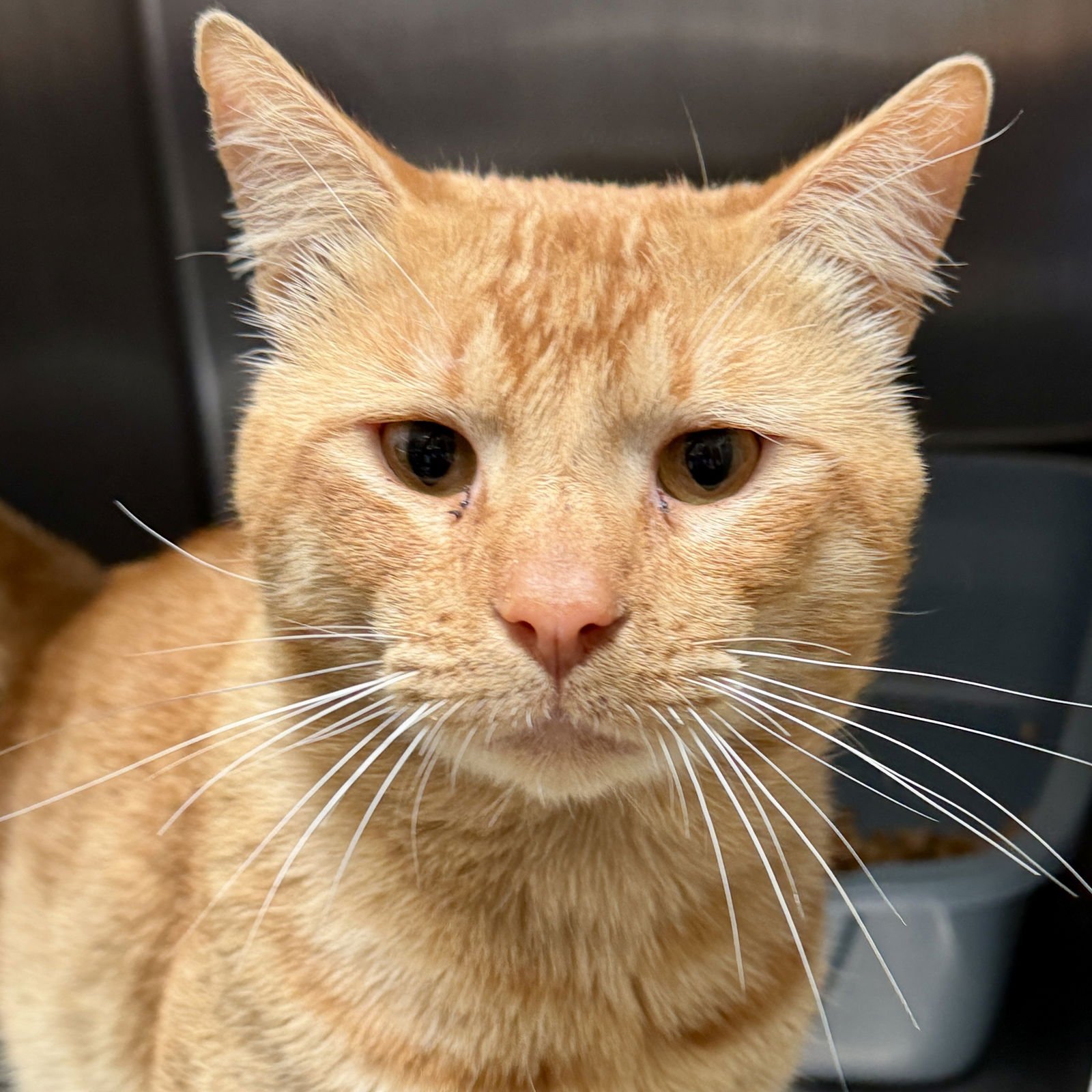 SPIKE - Domestic Short Hair available for adoption