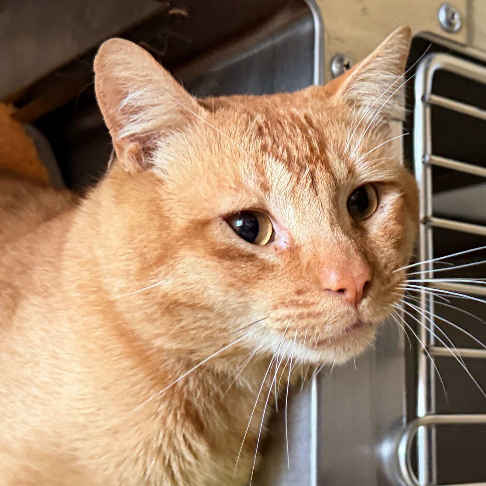 SPIKE - Domestic Short Hair available for adoption