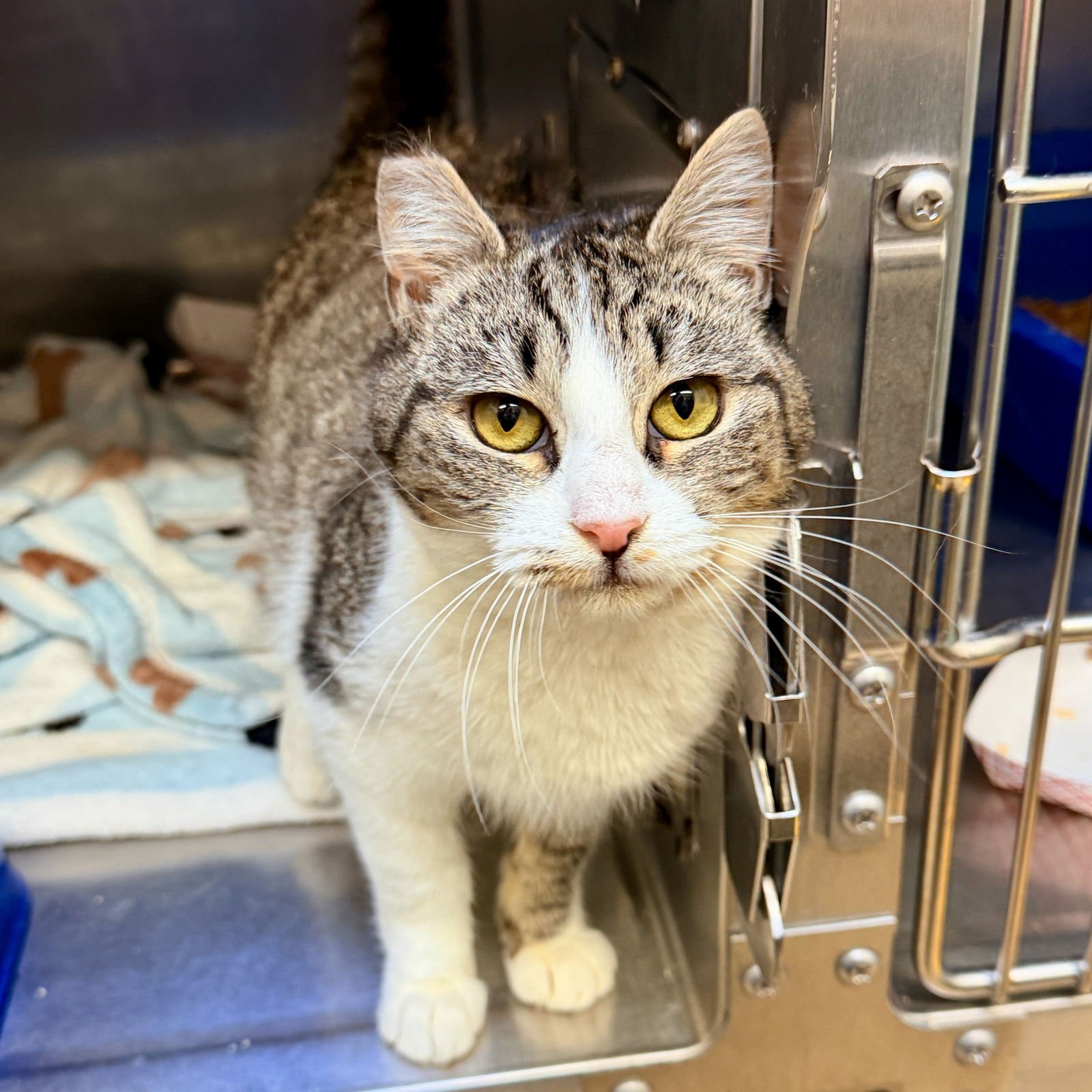 Maisie (bonded w/ Tillie) - Photo 2