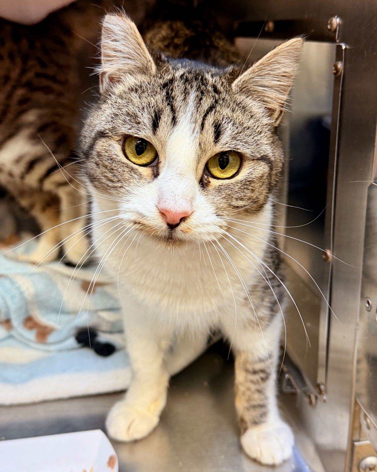 Maisie (bonded w/ Tillie) - Photo 3