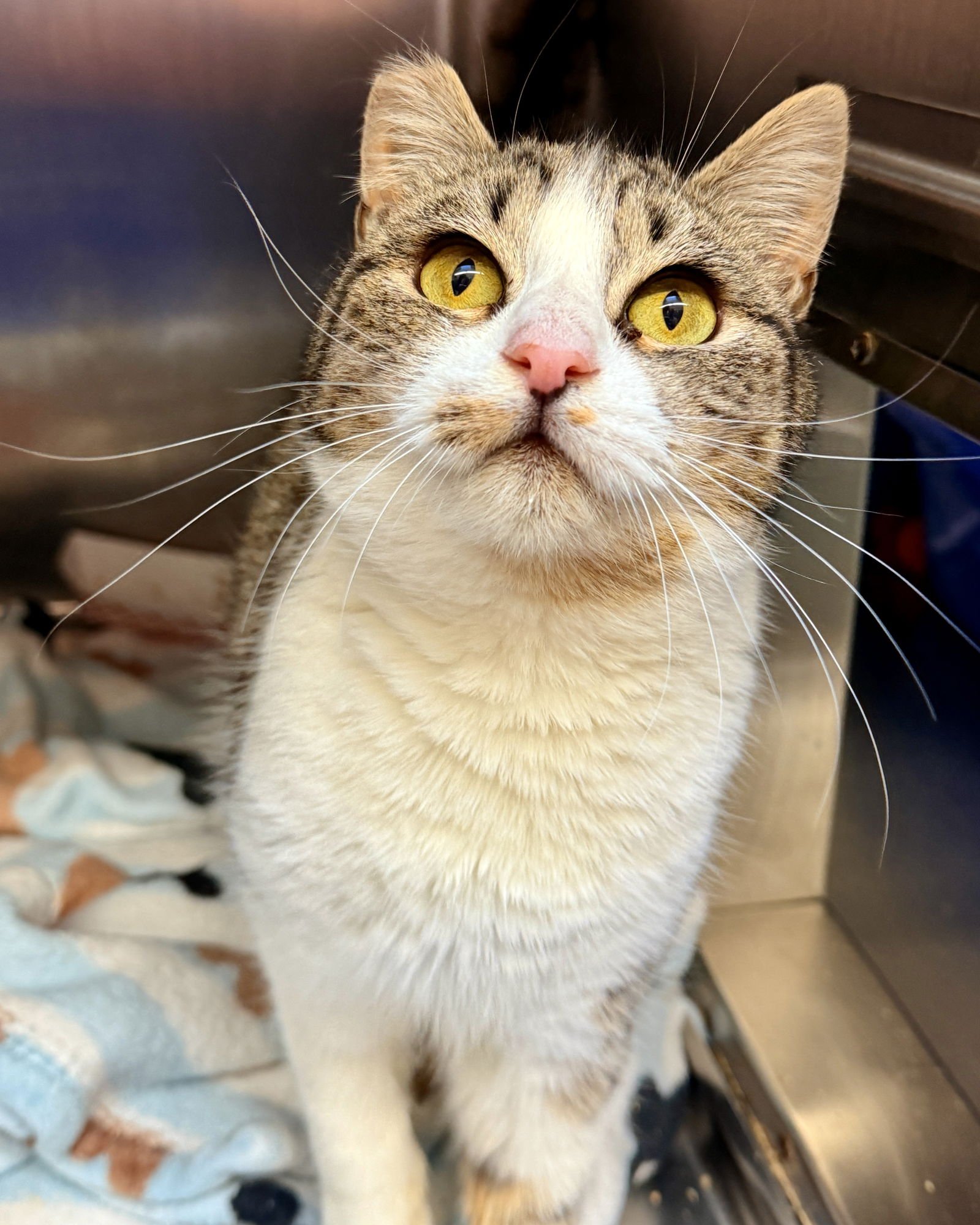 Maisie (bonded w/ Tillie) - Photo 4