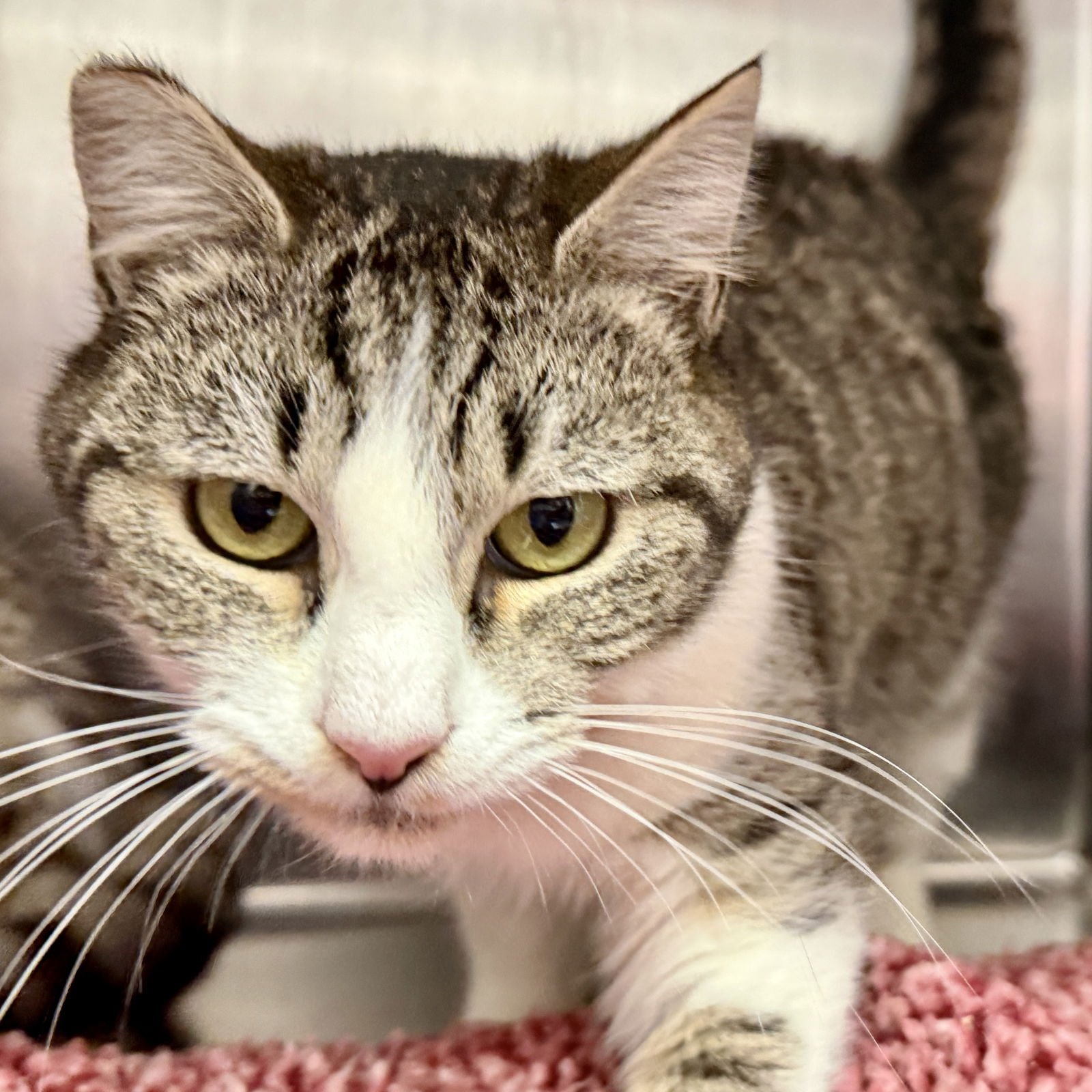 Maisie (bonded w/ Tillie) - Photo 5