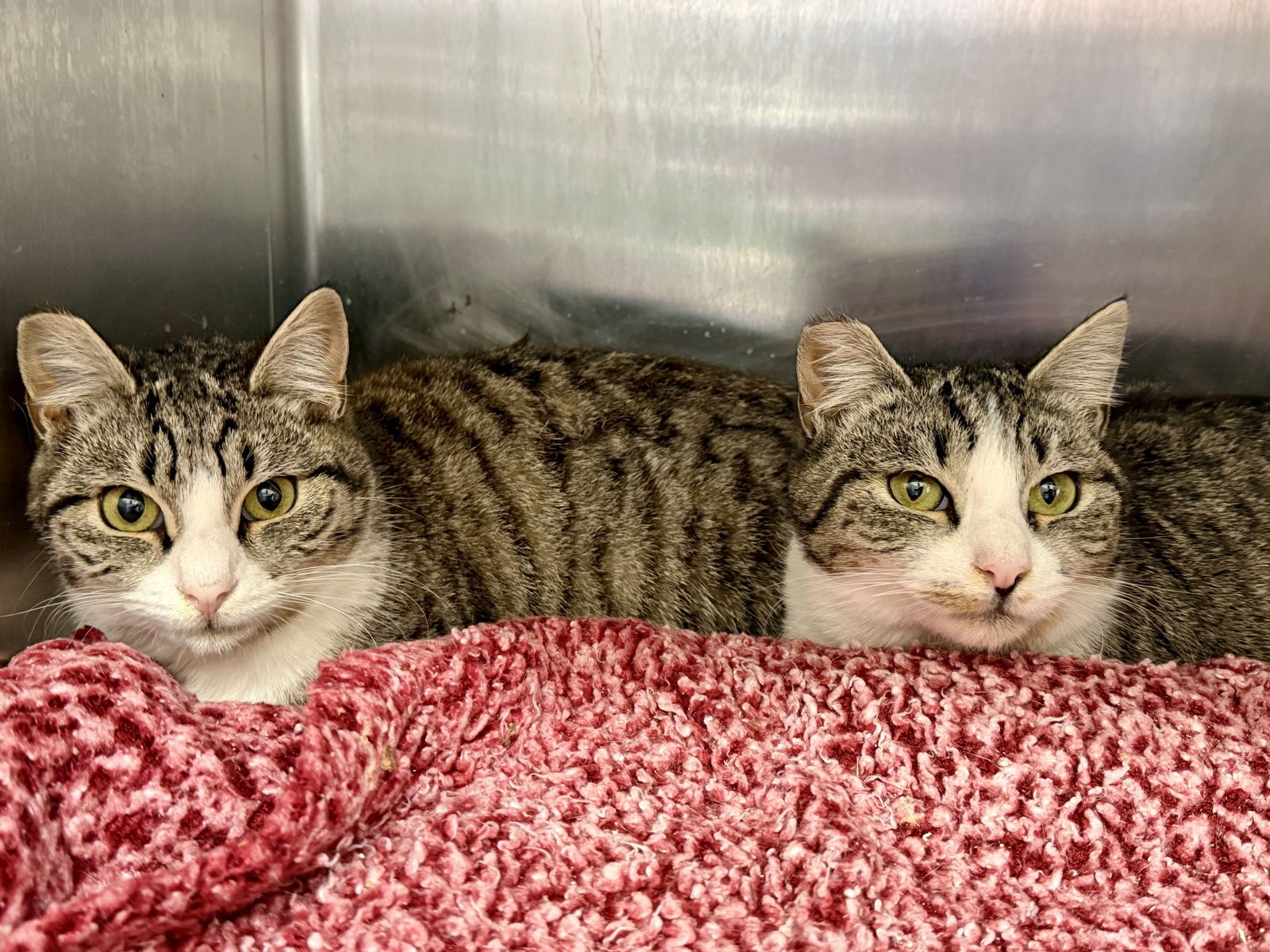 Maisie (bonded w/ Tillie) - Photo 6