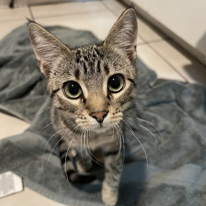 BRIE (BONDED WITH RICOTTA) - Domestic Short Hair available for adoption