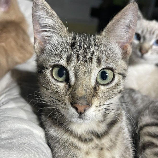 BRIE (BONDED WITH RICOTTA) - Domestic Short Hair available for adoption