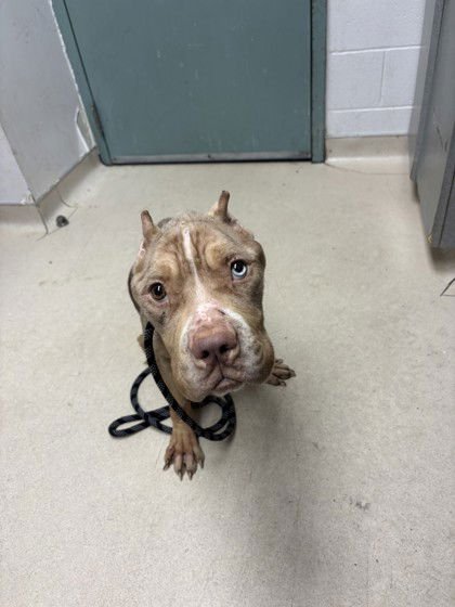 HARLEY - Unknown available for adoption