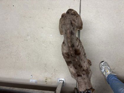 HARLEY - Unknown available for adoption