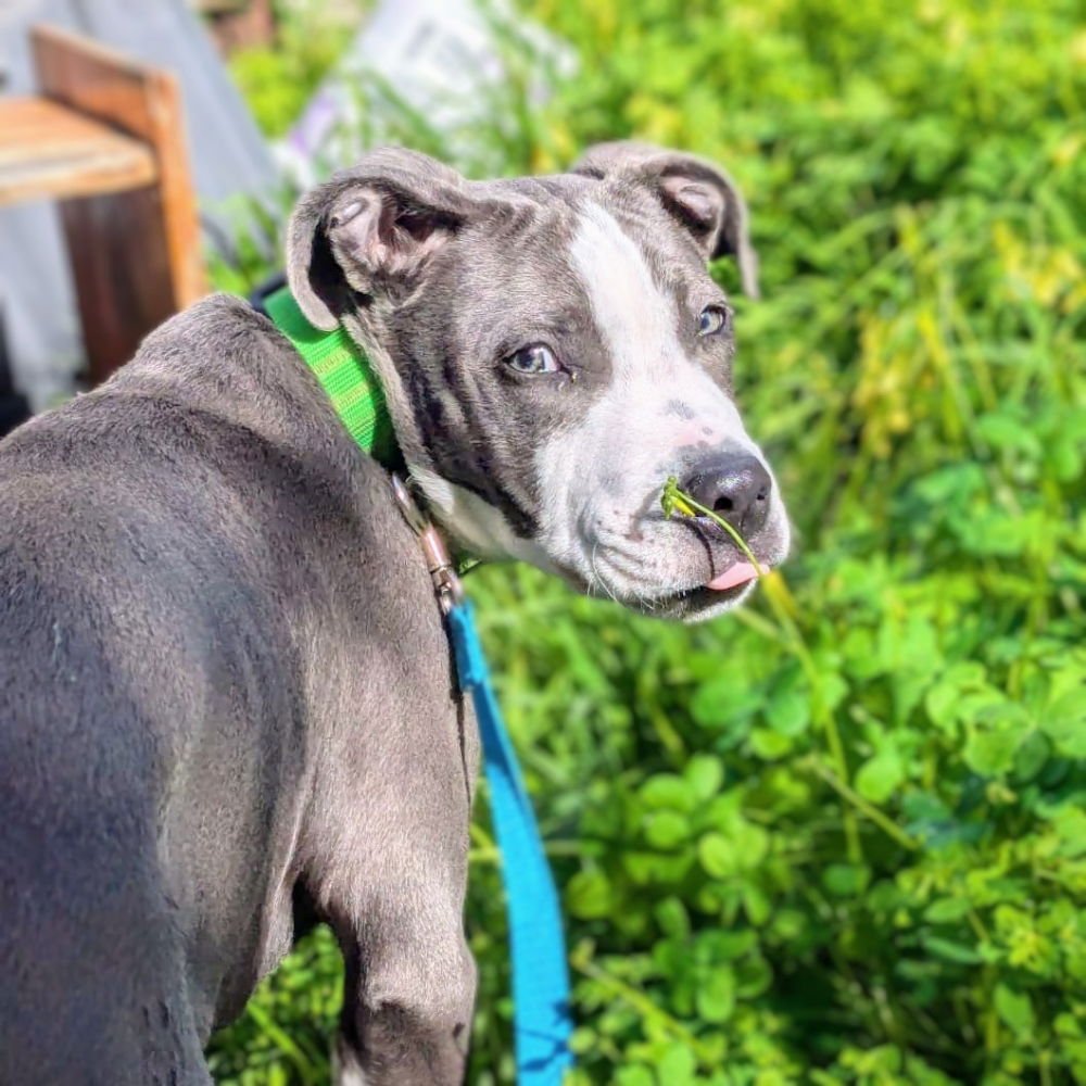 BAY - Pit Bull Terrier available for adoption