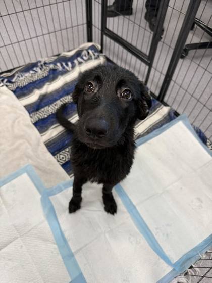 BUD ASKINS - Labrador Retriever / German Shepherd Dog available for adoption