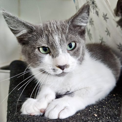 GEORGE (BONDED W/ MARTIN) - Domestic Short Hair available for adoption