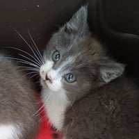 George (bonded w/ Martin) - Photo 3