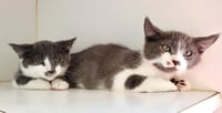 George (bonded w/ Martin) - Photo 2