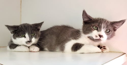 GEORGE (BONDED W/ MARTIN) - Domestic Short Hair available for adoption