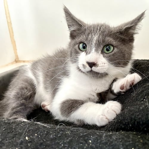 GEORGE (BONDED W/ MARTIN) - Domestic Short Hair available for adoption
