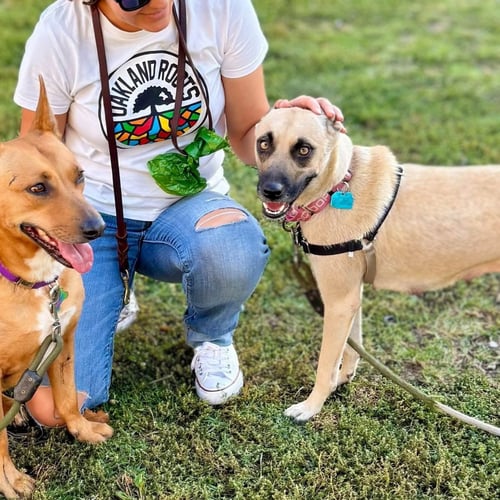 FIONA - Norwegian Buhund / Rhodesian Ridgeback available for adoption