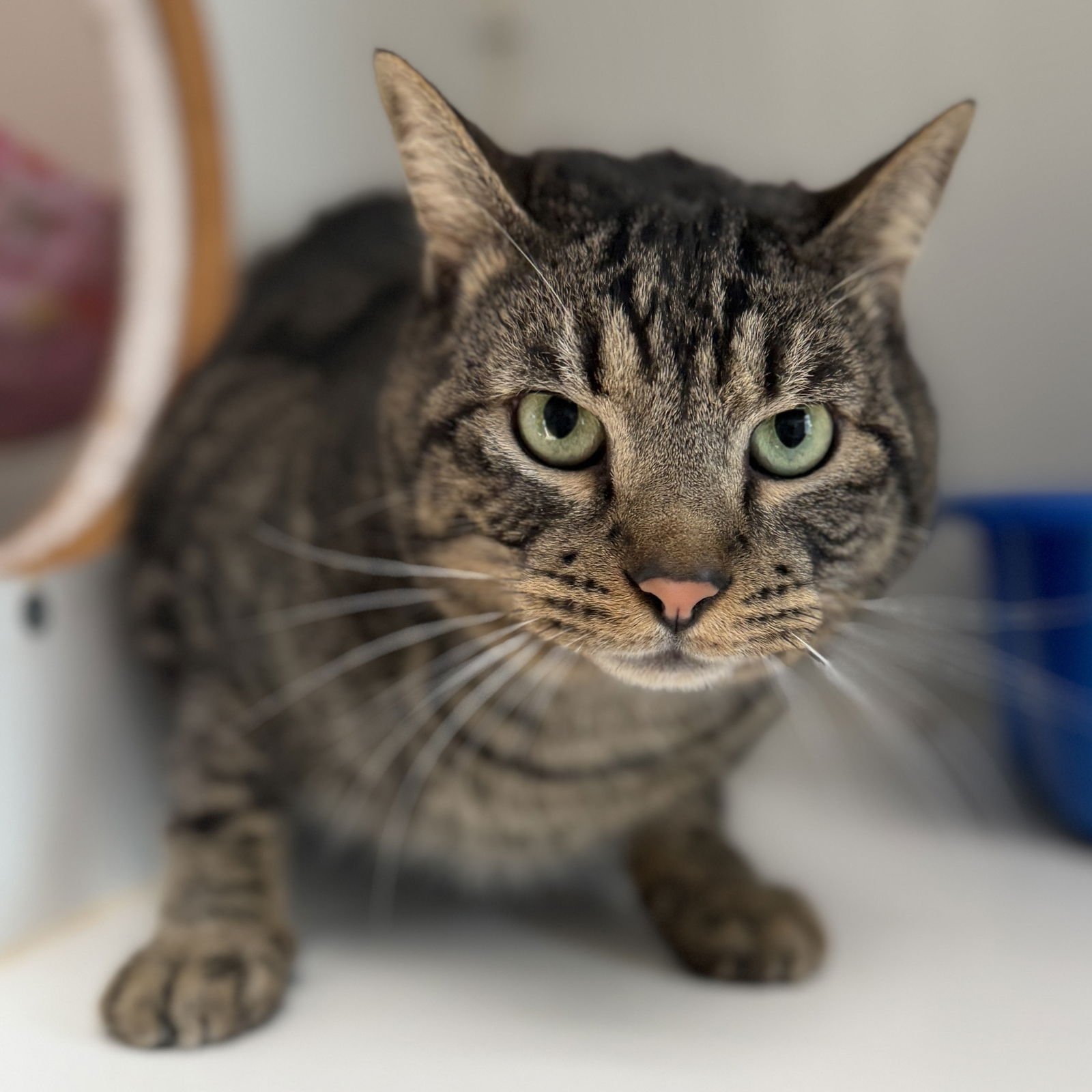 OX - Domestic Short Hair available for adoption