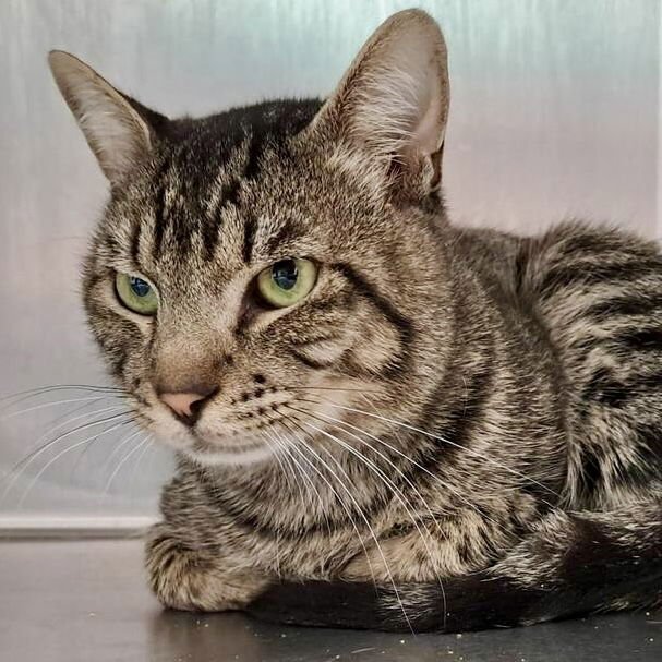 OX - Domestic Short Hair available for adoption