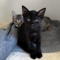 Crow (bonded w/ Lark) - Photo 1