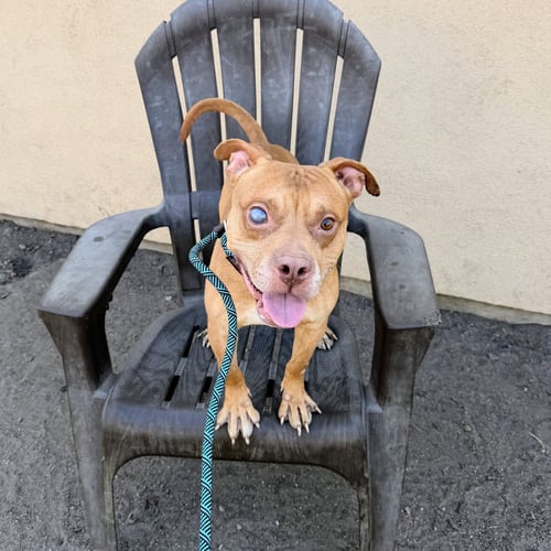 CASPIAN - Pit Bull Terrier available for adoption