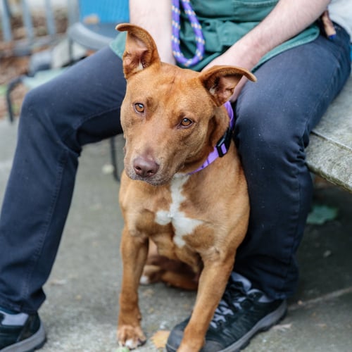AVEENO - Pit Bull Terrier available for adoption