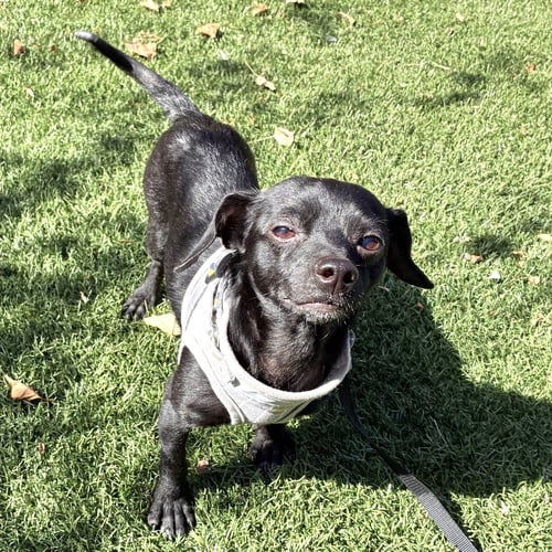 BITSY (BONDED WITH ITSY 83568)
