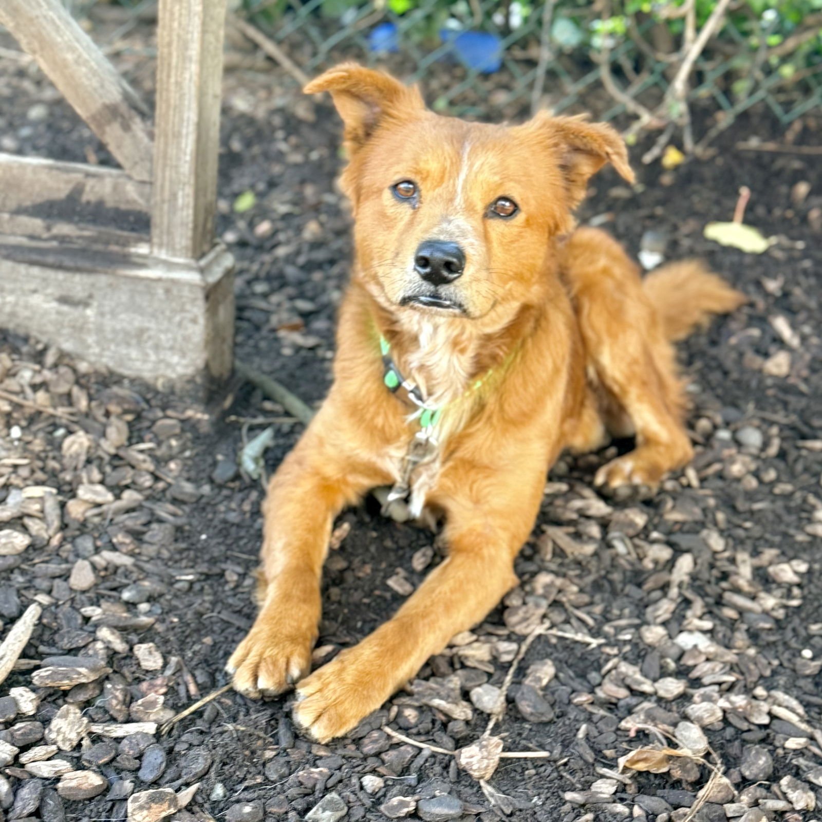 STUART LITTLE - Unknown available for adoption