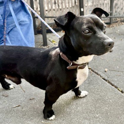 DEWEY - Dachshund available for adoption
