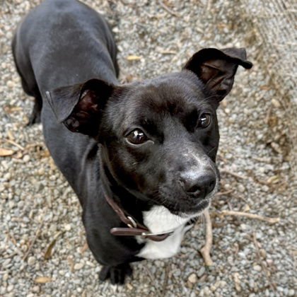 DEWEY - Dachshund available for adoption