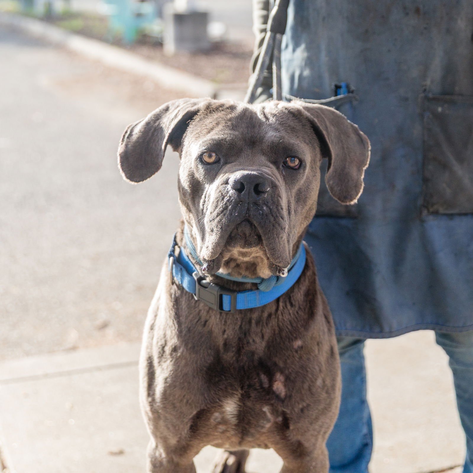 WALDO - Cane Corso Mastiff available for adoption