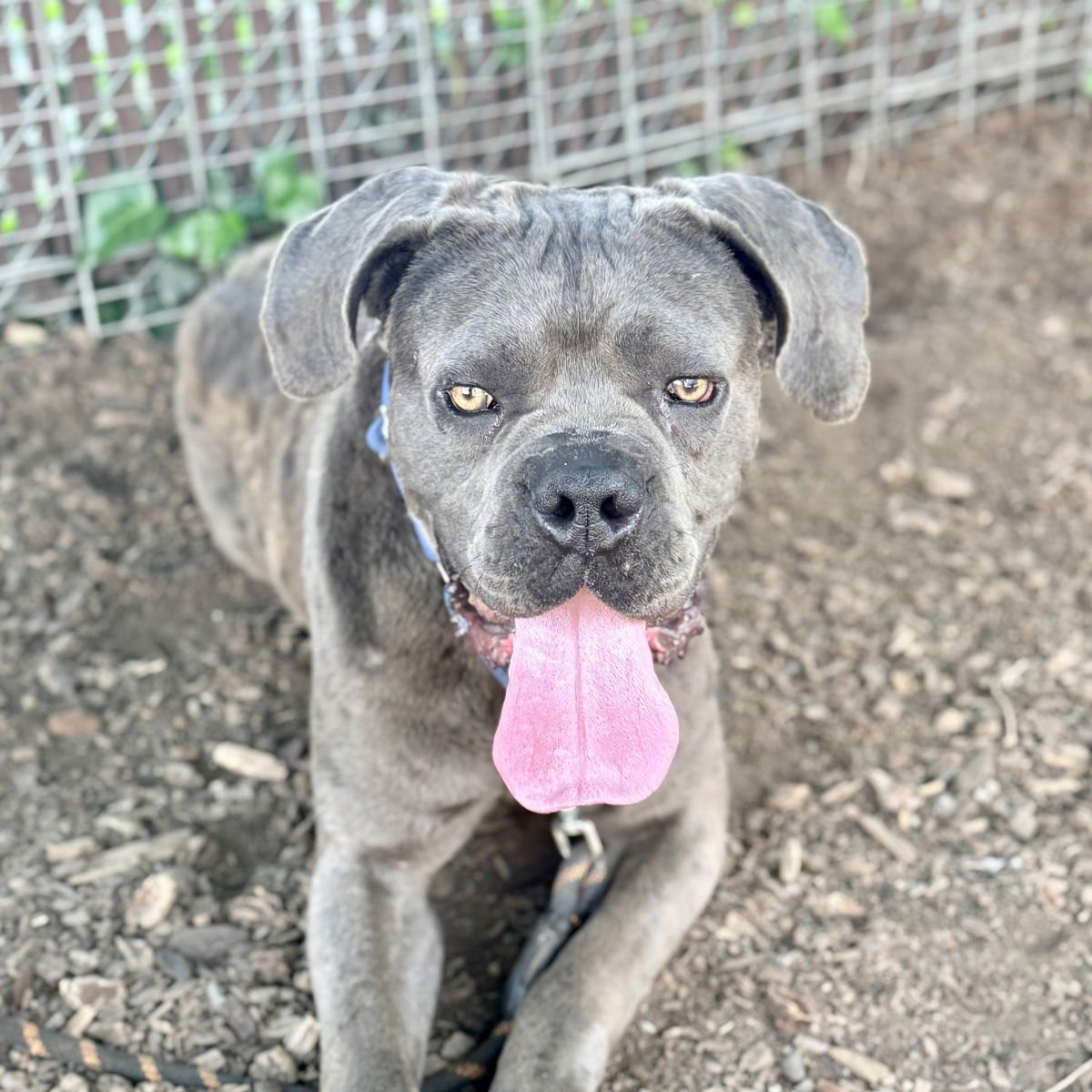 WALDO - Cane Corso Mastiff available for adoption