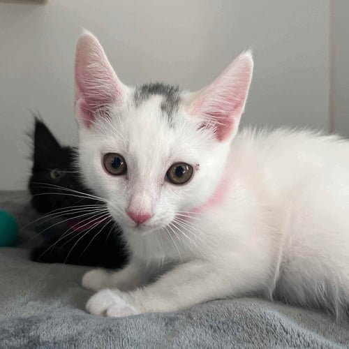 CASSIE (BONDED W/ DIEGO) - Domestic Medium Hair available for adoption
