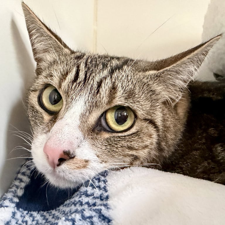 Mamas (bonded w/Paws) Image