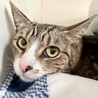 Mamas (bonded w/Paws) - Photo 1
