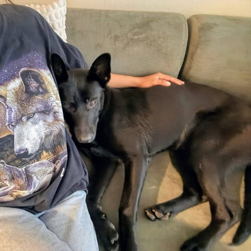 LANDON - German Shepherd Dog available for adoption