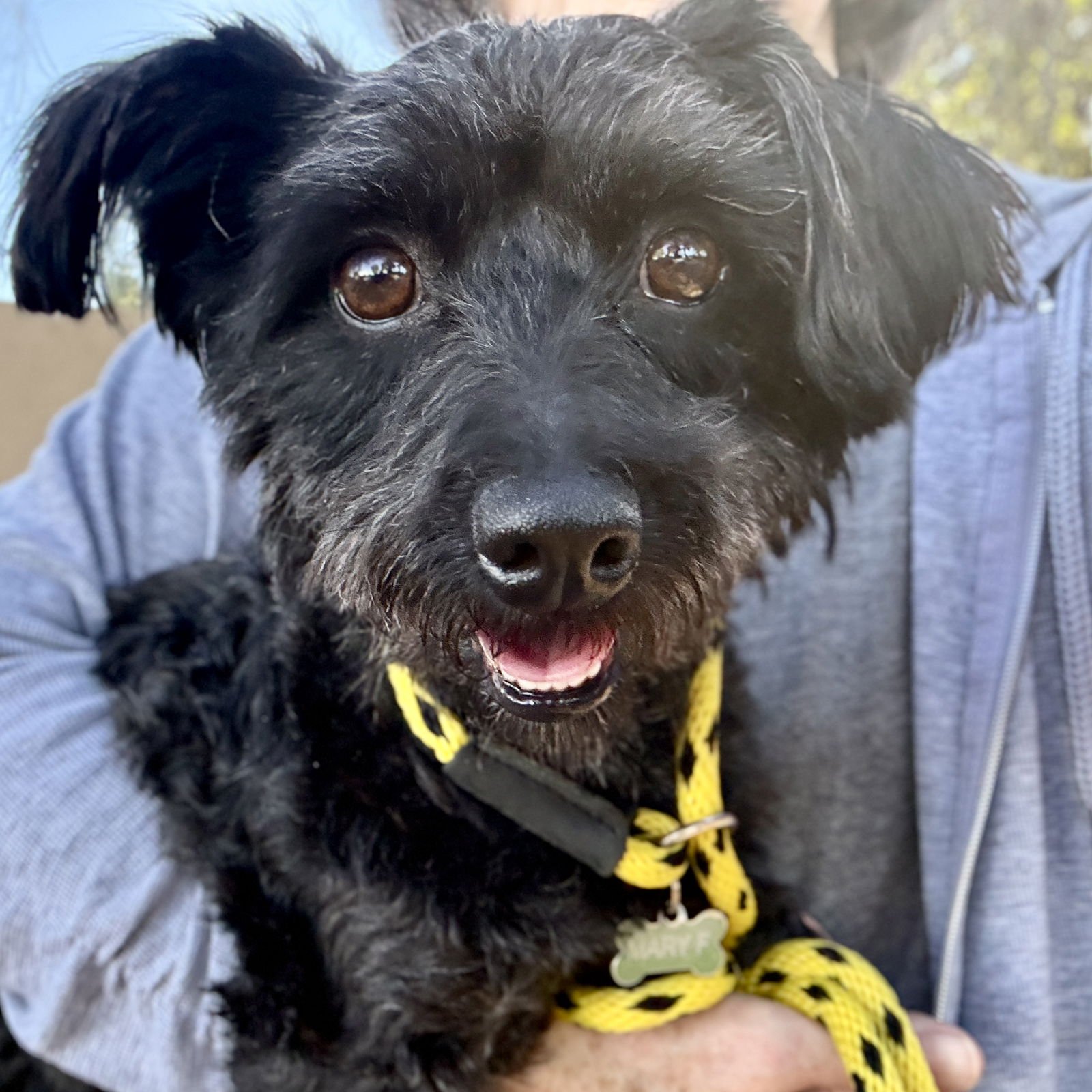 ATOM - Unknown available for adoption