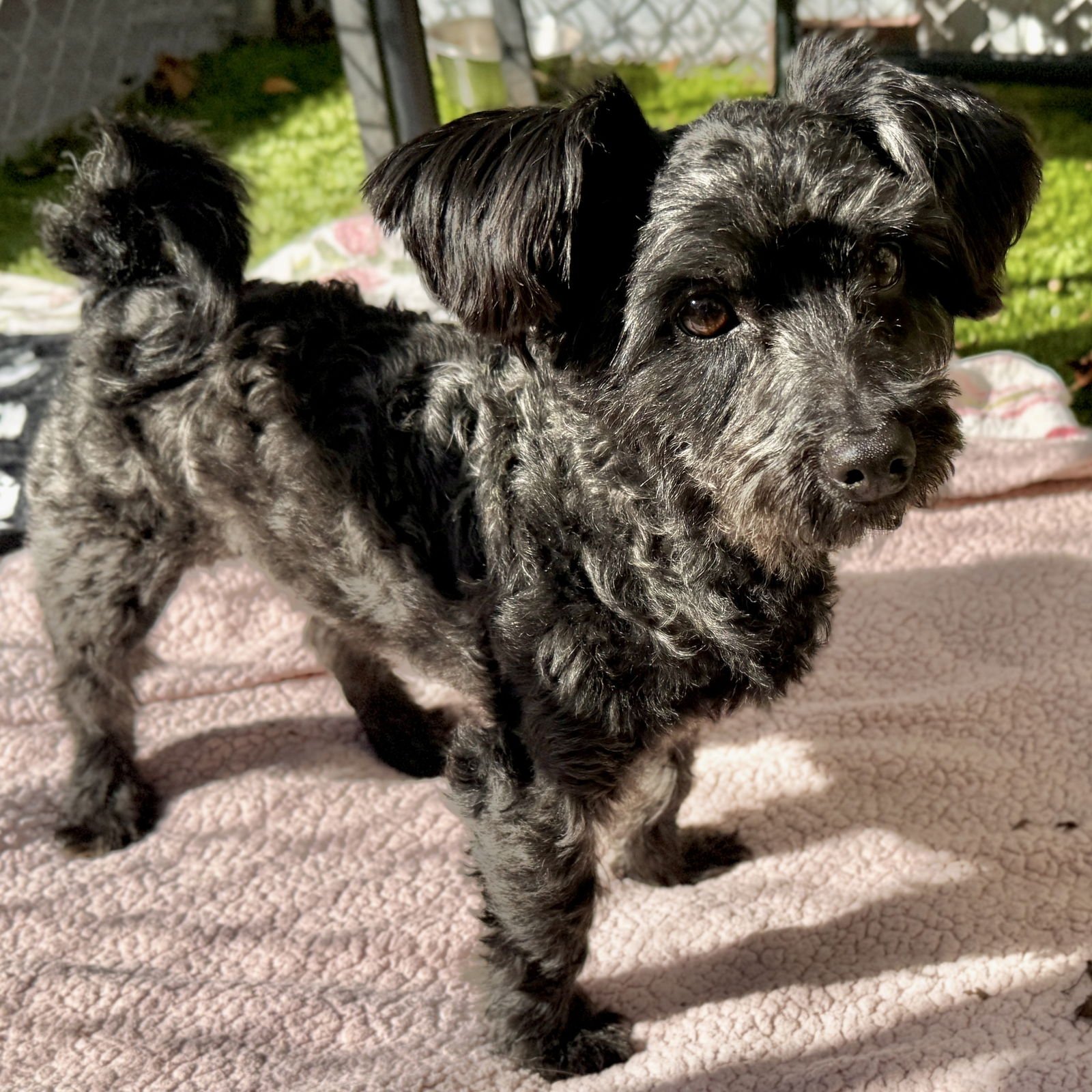 ATOM - Unknown available for adoption