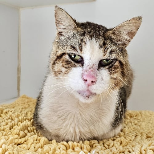 DAX - Domestic Short Hair available for adoption