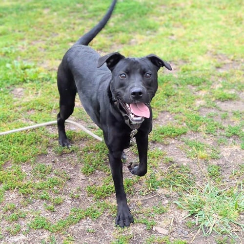 DUSTY - Labrador Retriever available for adoption