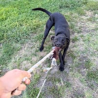 Dusty - Photo 7