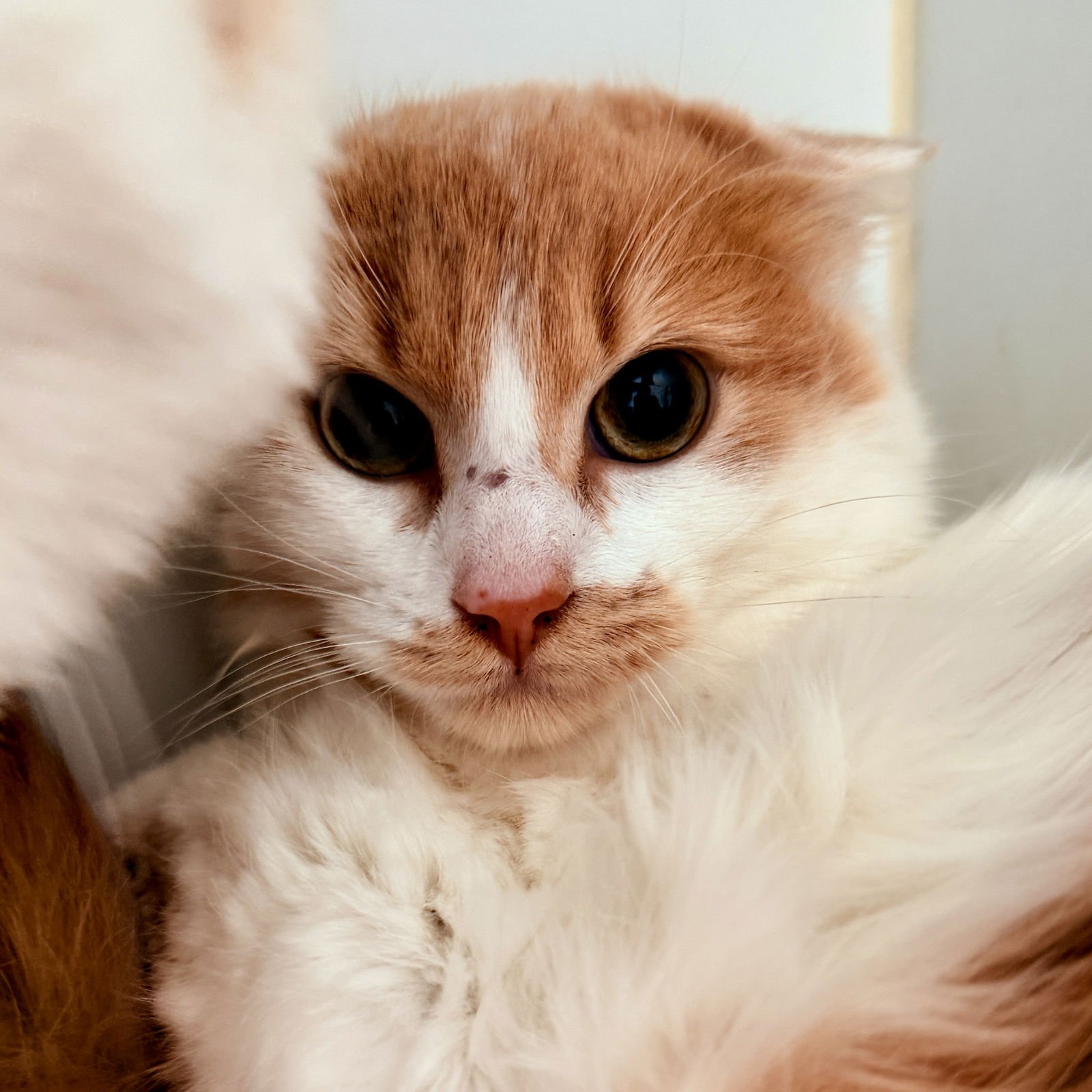 TAI - Domestic Medium Hair available for adoption