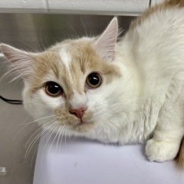 TAI - Domestic Medium Hair available for adoption