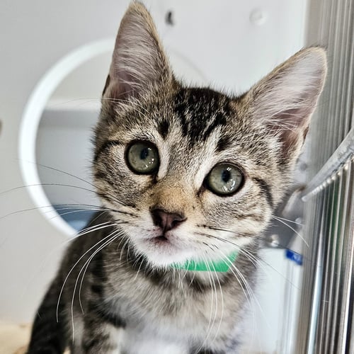 RORY (BONDED W/ LORLEI) - Domestic Short Hair available for adoption