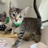 Rory (bonded w/ Lorlei) - Photo 2