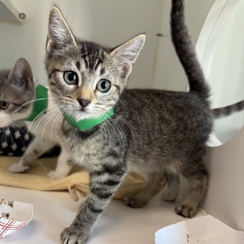 RORY (BONDED W/ LORLEI) - Domestic Short Hair available for adoption
