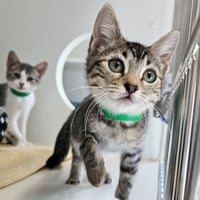 Rory (bonded w/ Lorlei) - Photo 3