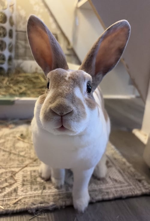 AMELIE - Rex available for adoption